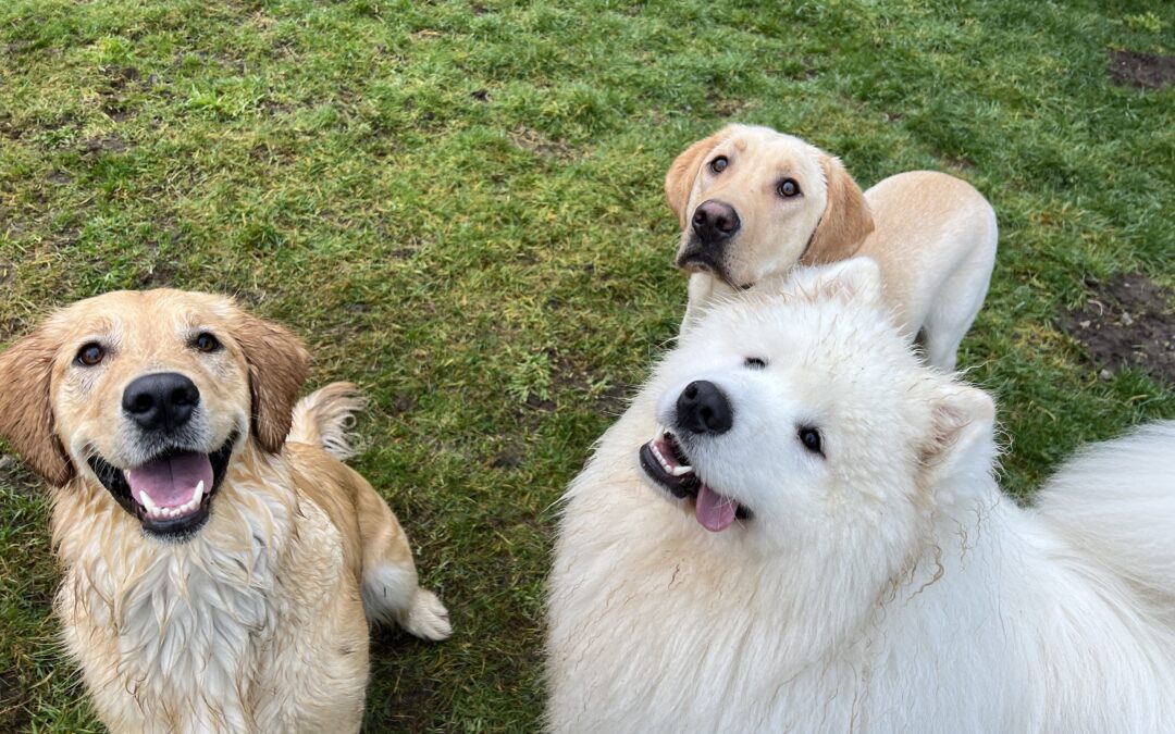 The Importance of Training Camps for Your Dog at Premier Canine