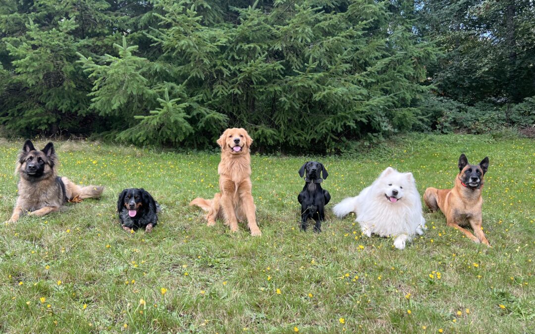 The Ultimate Guide to Puppy Training: Tips and Tricks from Premier Canine