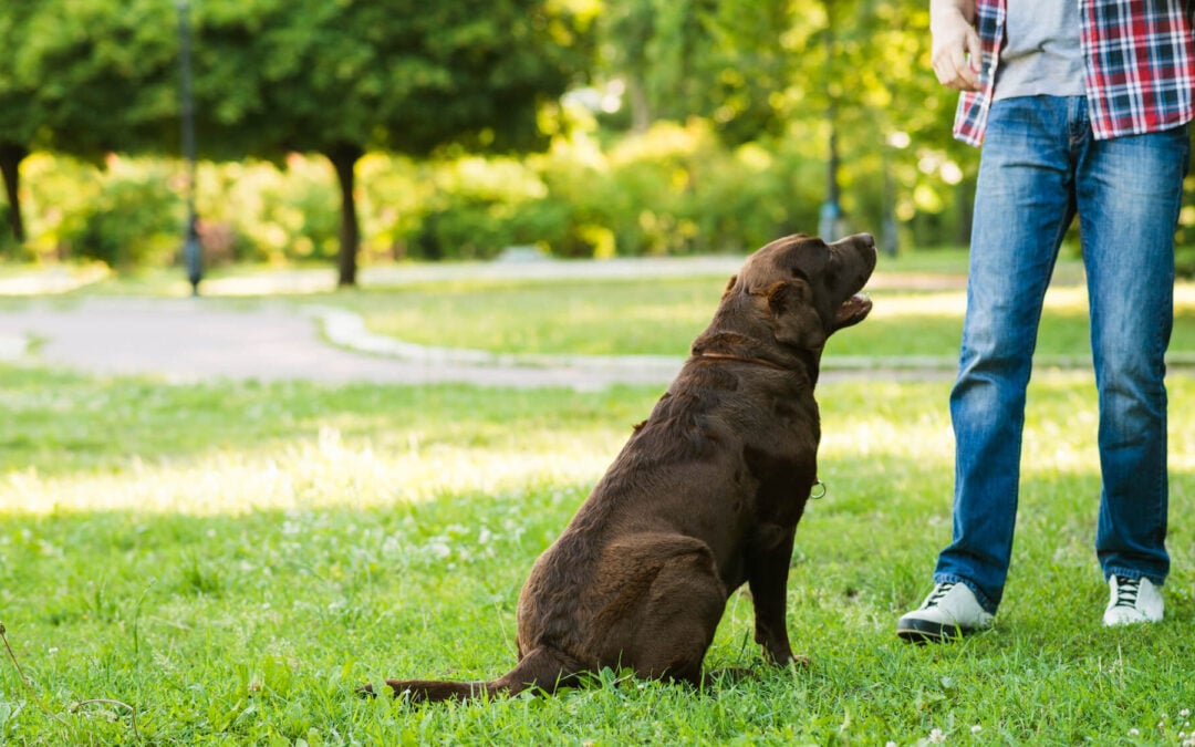 From Rambunctious Pup to Obedient Companion: The Benefits of Dog Training with Premier Canine