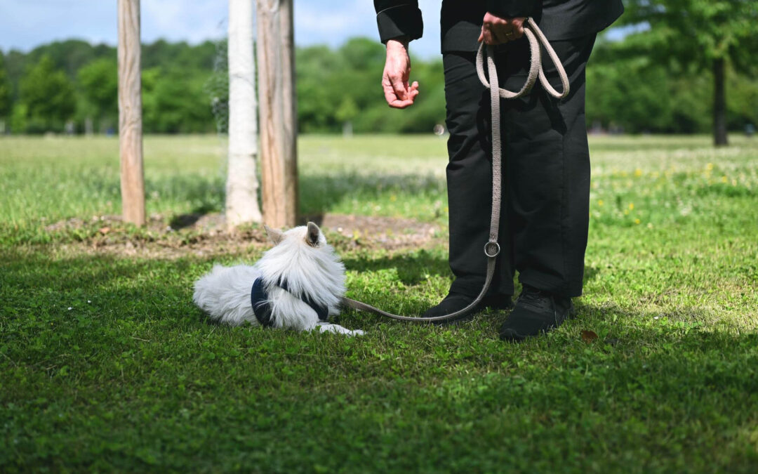 The Importance of Obedience Dog Training in Gig Harbor, WA