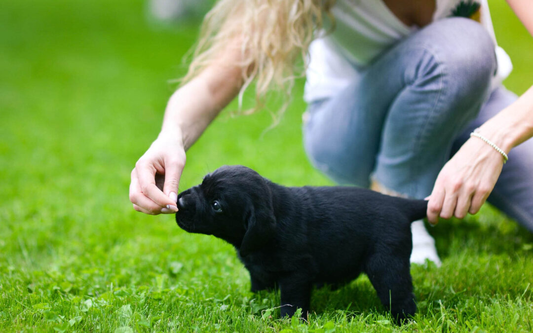 The Importance of Socialization in Puppy Training in Shelton, WA