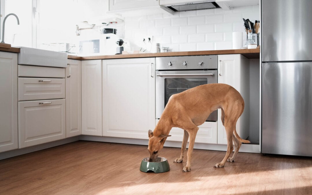 Creating a Happy Home: Incorporate Training into Your Daily Routine with Premier Canine in Lakewood, WA