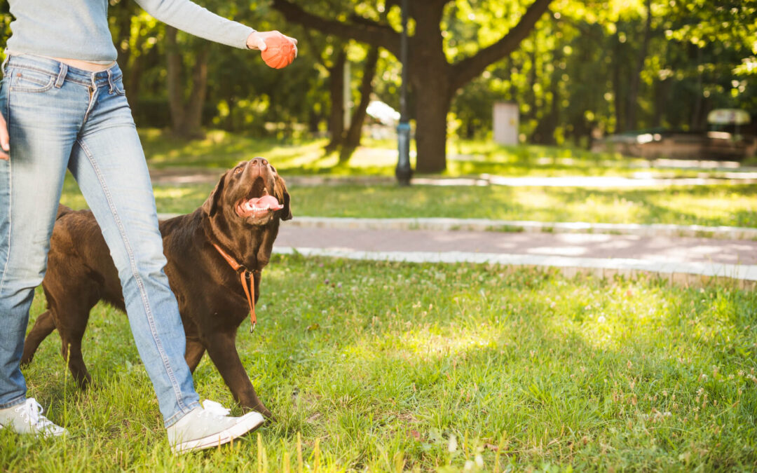 Bringing Harmony to Your Home: The Impact of Board and Train for Dog Owners