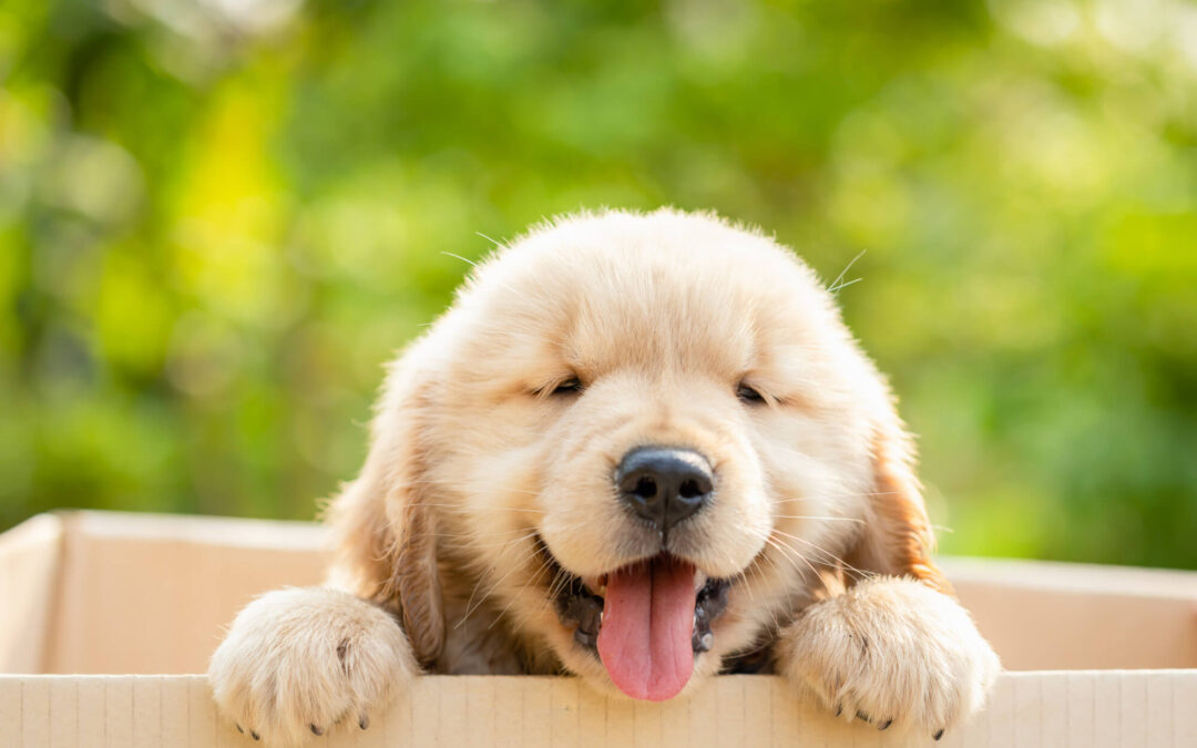 Happy puppy