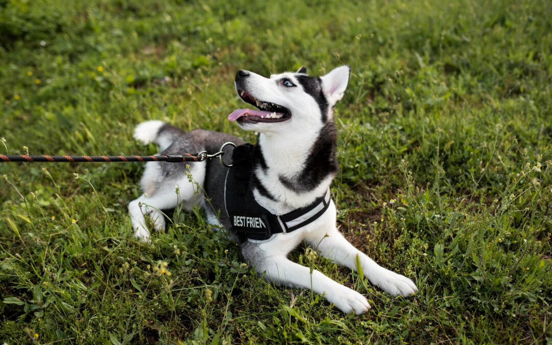The Impact of Proper Training on the Well-Being of Your Furry Family Member