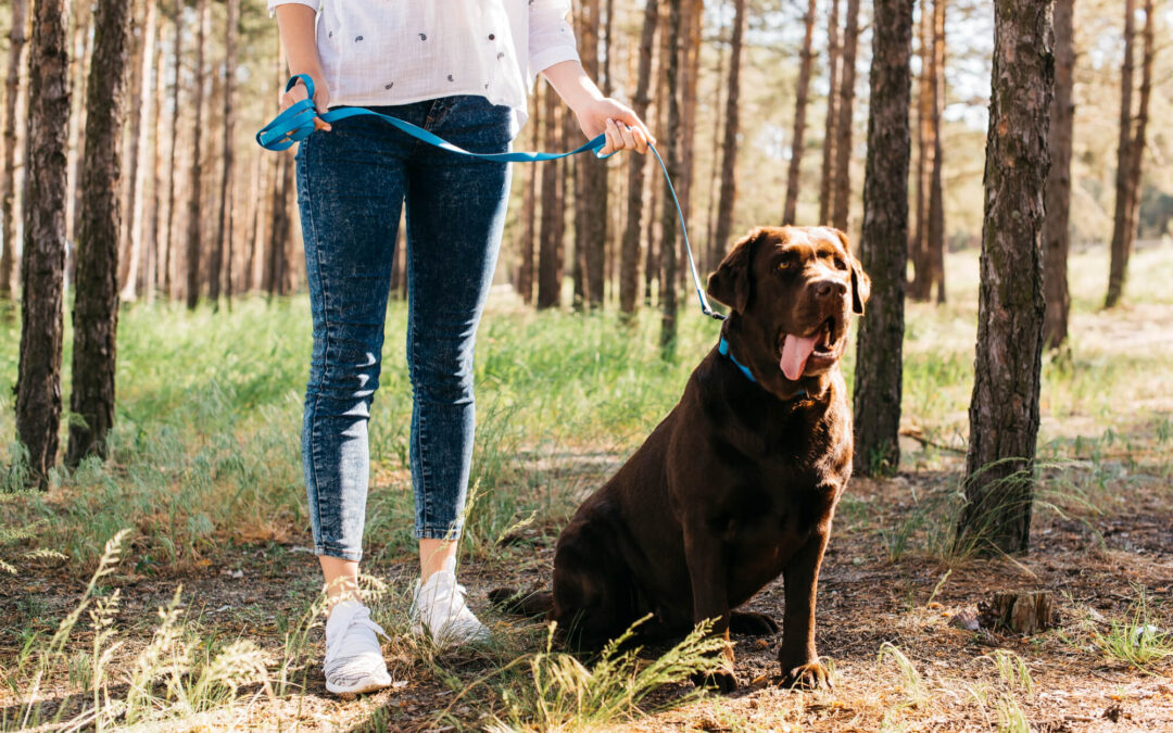 Obedience is Key: The Importance of Dog Training in Federal Way