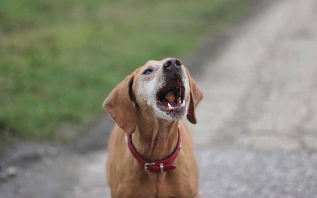 Solving Barking Behavior: How Premier Canine in Olympia, WA Can Help