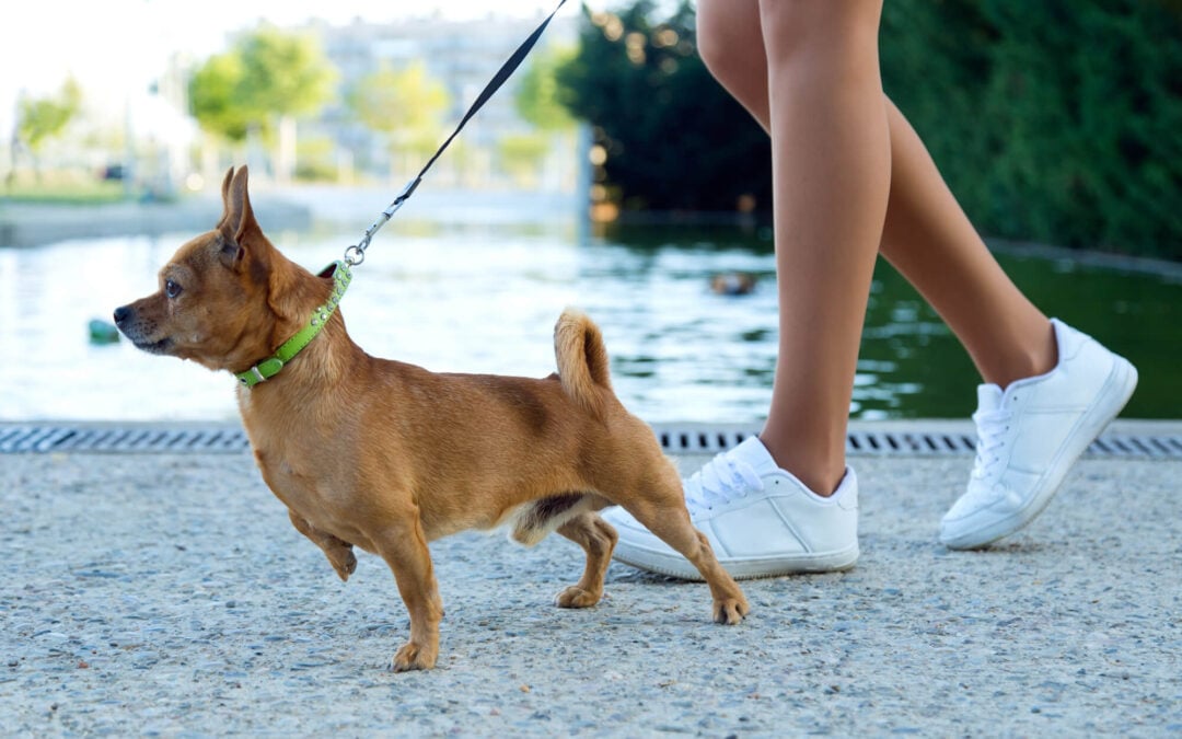 Stubborn Dogs and Why They Don’t Listen