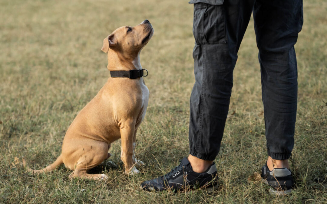 Why Basic Dog Commands ​Matter